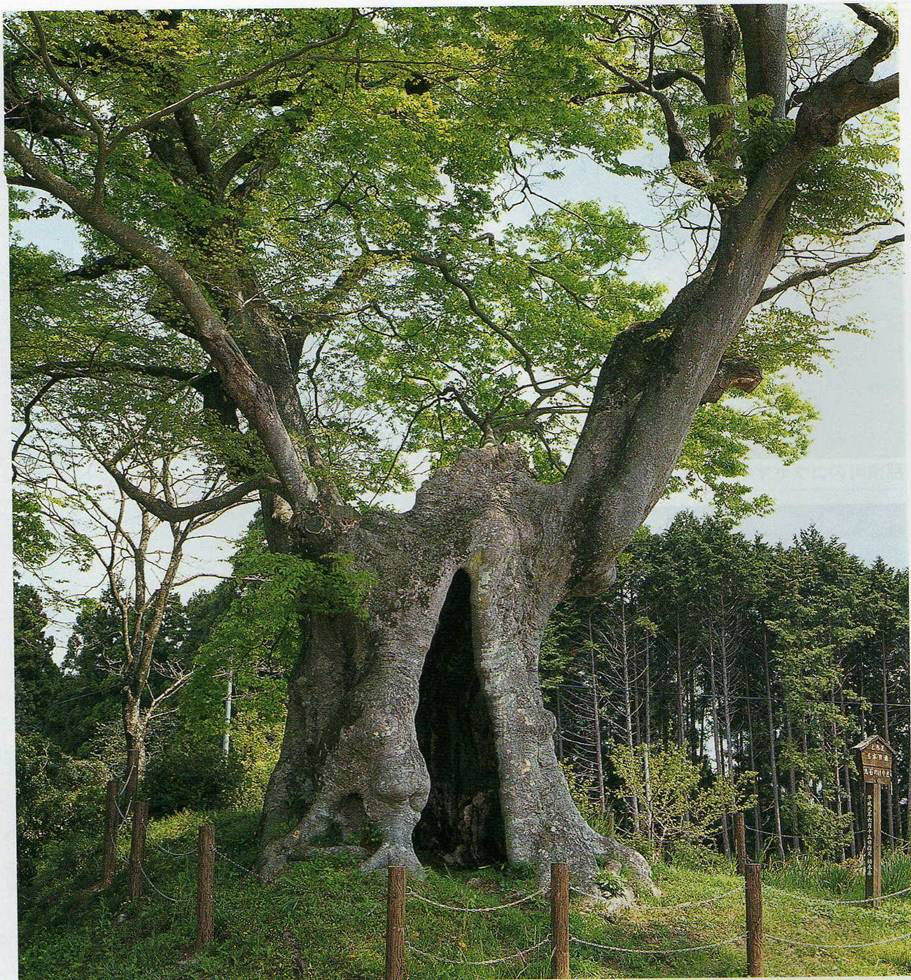【稀少レア１点物】巨木★巨大樹木★自然派ナチュラル系、生け花【関東圏内送料無料】 東京の巨樹・名木 - mmpoloの日記