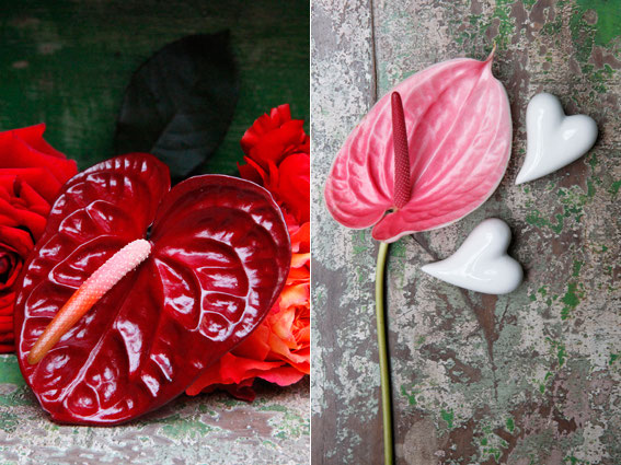 Ihr Blumenladen in München - Blumen Schachtner Ihr Blumenladen in München - Blumen Schachtner