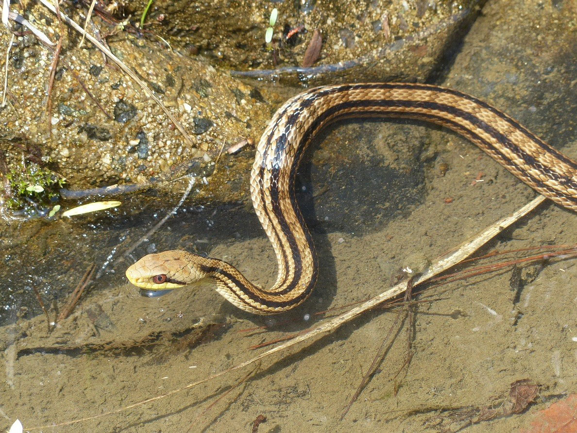 シマヘビ 豊川市のチョウ 豊川市の野鳥 豊川市の昆虫 昆虫 トンボ チョウ 愛知県 シマヘビ 豊川市のチョウ 豊川市の野鳥 豊川市の昆虫 昆虫 トンボ チョウ 愛知県