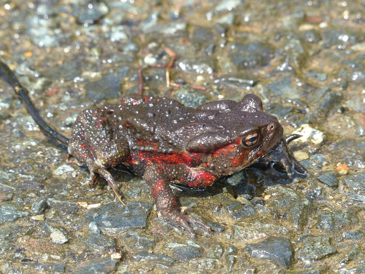 ヒキガエル 豊川市のチョウ 豊川市の野鳥 豊川市の昆虫 昆虫 トンボ チョウ 愛知県 ヒキガエル 豊川市のチョウ 豊川市の野鳥 豊川市の昆虫 昆虫 トンボ チョウ 愛知県