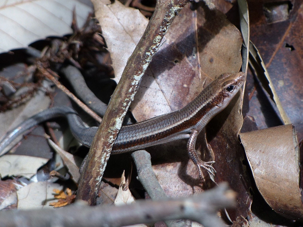 ニホントカゲ 豊川市のチョウ 豊川市の野鳥 豊川市の昆虫 昆虫 トンボ チョウ 愛知県