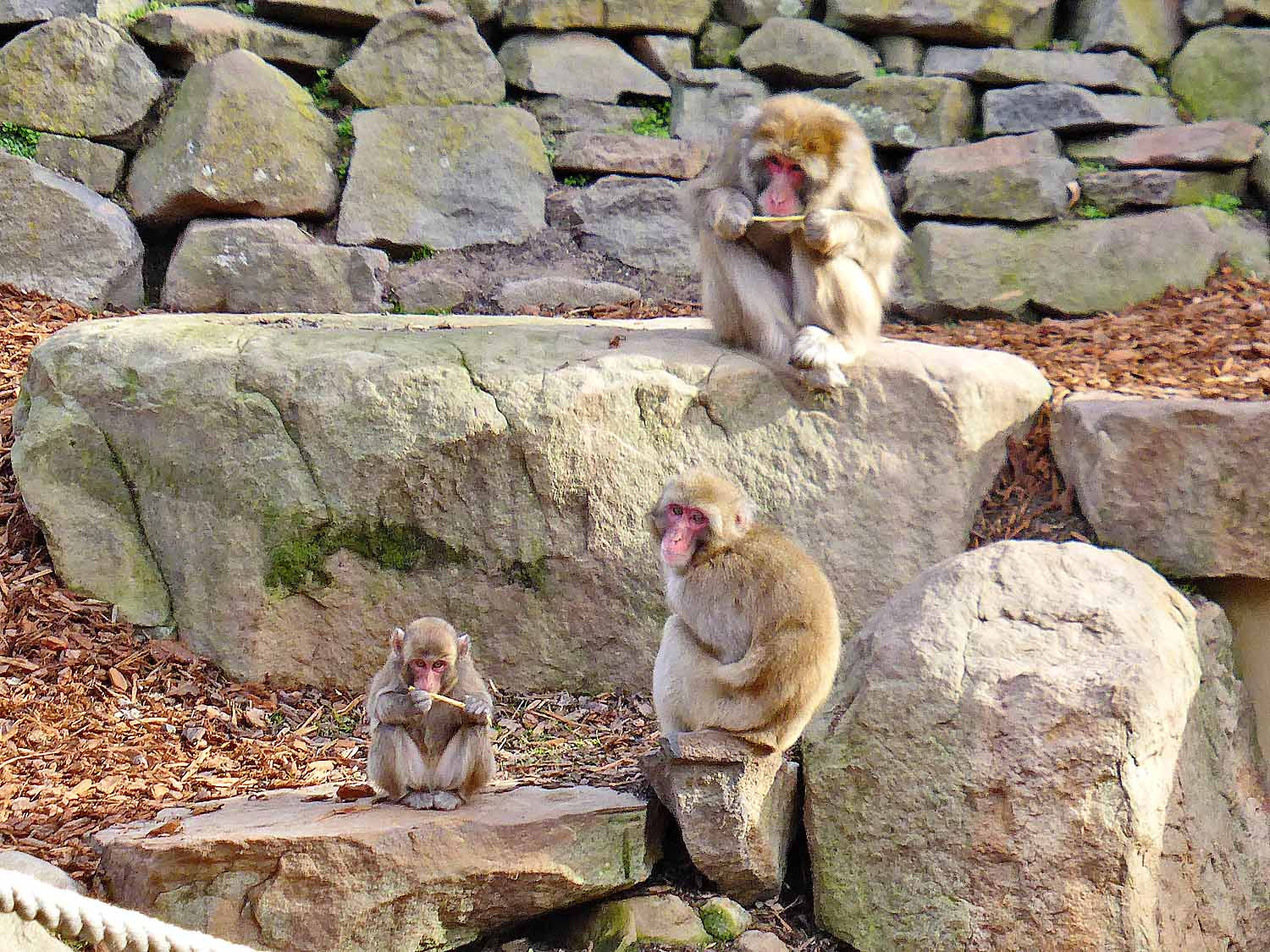 Macaques of Launceston The Journey and the Destination