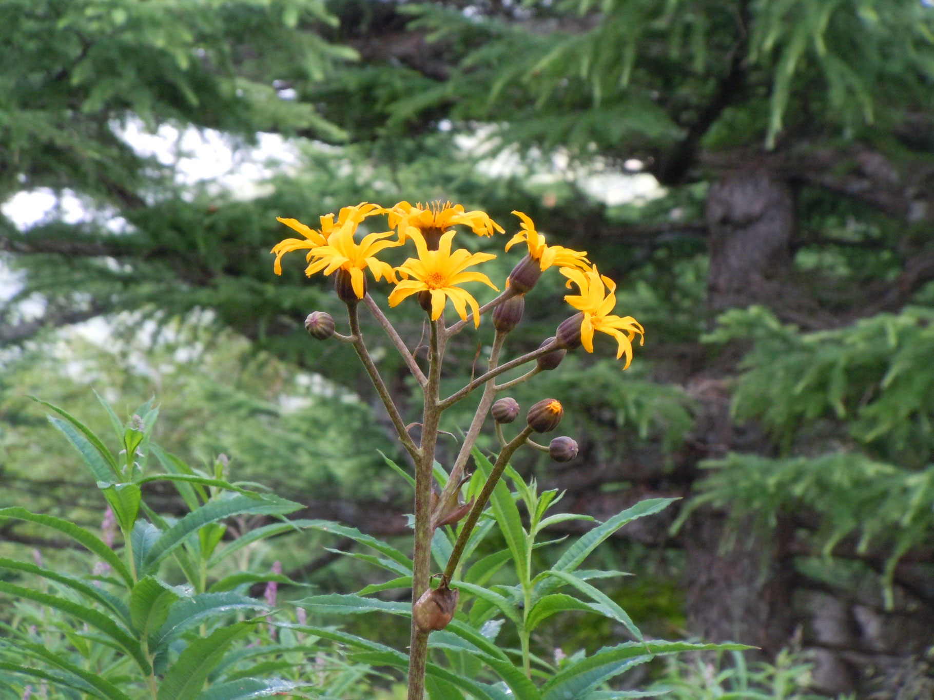 池の平湿原の花たち