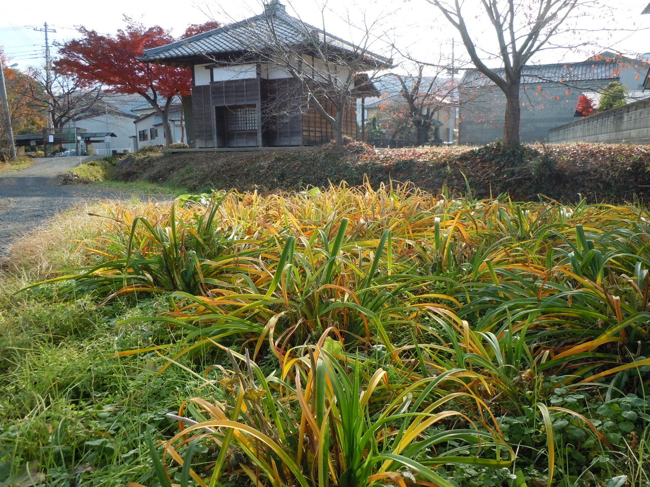 ヘメロカリスも冬越し態勢に ホームページ Hemepara ファーム ヘメロカリスも冬越し態勢に ホームページ Hemepara ファーム