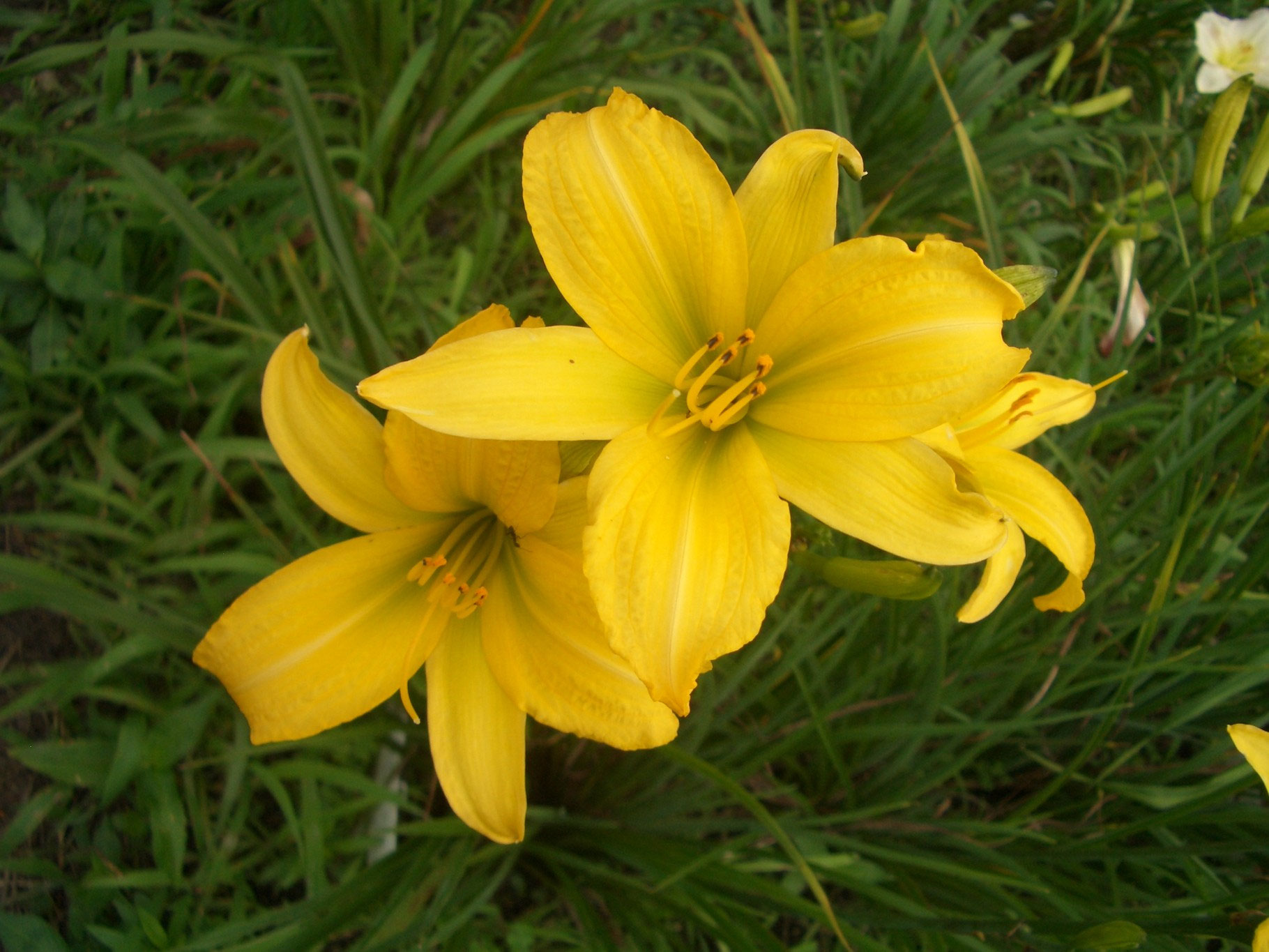 ALBAROSAリコリス、ヘメロカリスセット ALBAROSAリコリス、ヘメロカリスセット 2025年最新】ヘメロカリスの