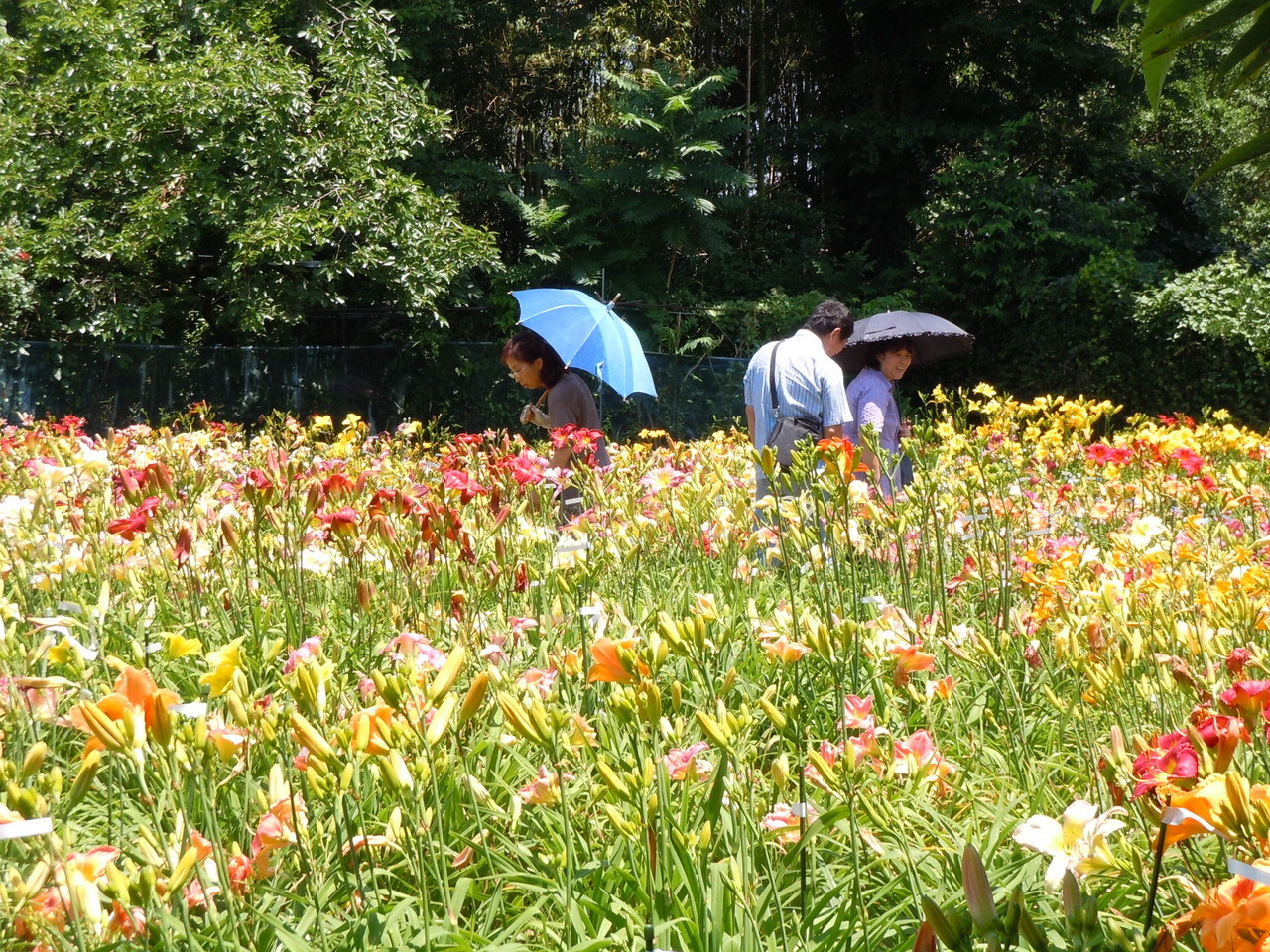 ヘメロカリスとは ホームページ Hemepara ファーム ヘメロカリスとは ホームページ Hemepara ファーム