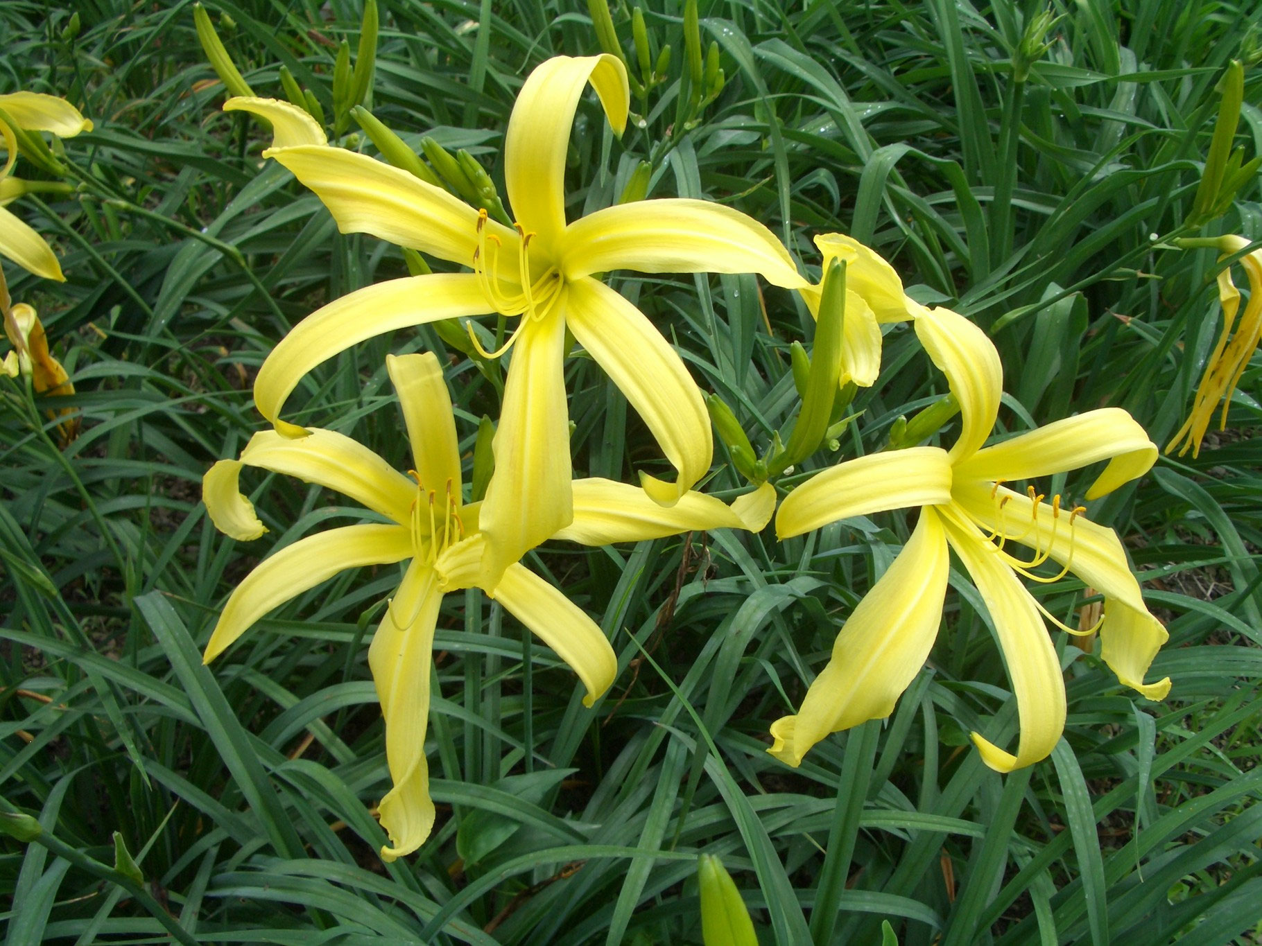 ヘメロカリス温故知新 - ホームページ hemepara ファーム