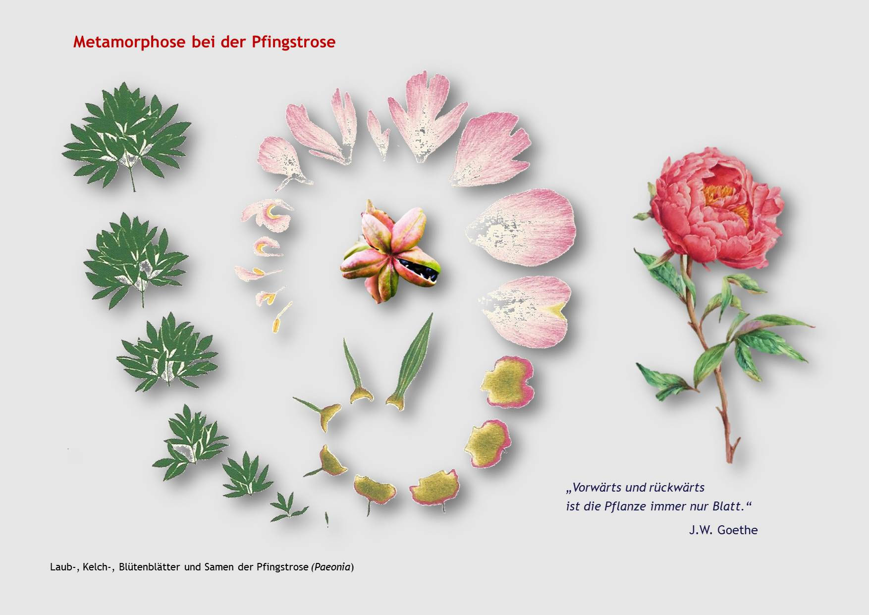 Metamorphose metamorphosemenschtierdes Webseite!