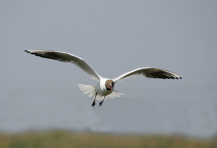 La Mouette En Vol Photo Animaliere Par Guy Fleury La Mouette En Vol Photo Animaliere Par Guy Fleury