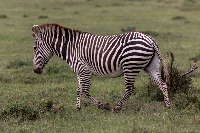 Hybrid Zebra wildlife of kenya by Nicolas Urlacher
