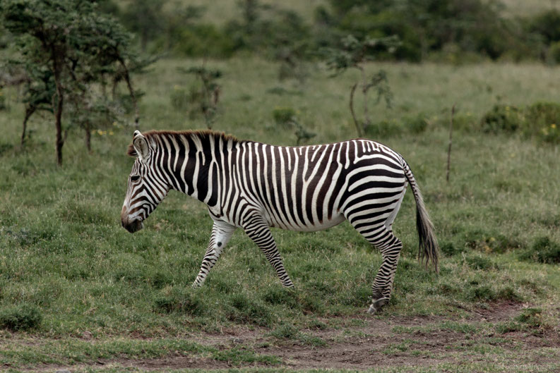 Hybrid Zebra wildlife of kenya by Nicolas Urlacher