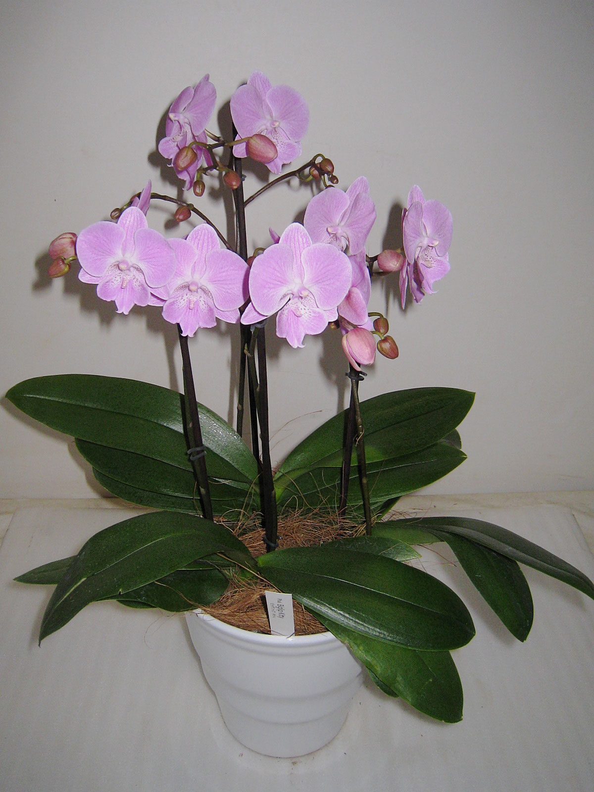 お買い得 社長のおすすめのお花 - 杉本グリーンファーム