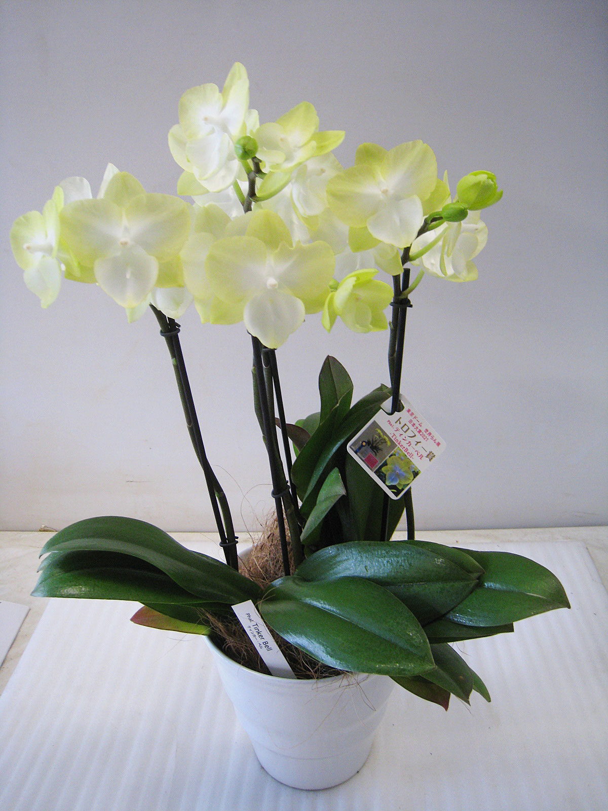 お買い得 社長のおすすめのお花 - 杉本グリーンファーム