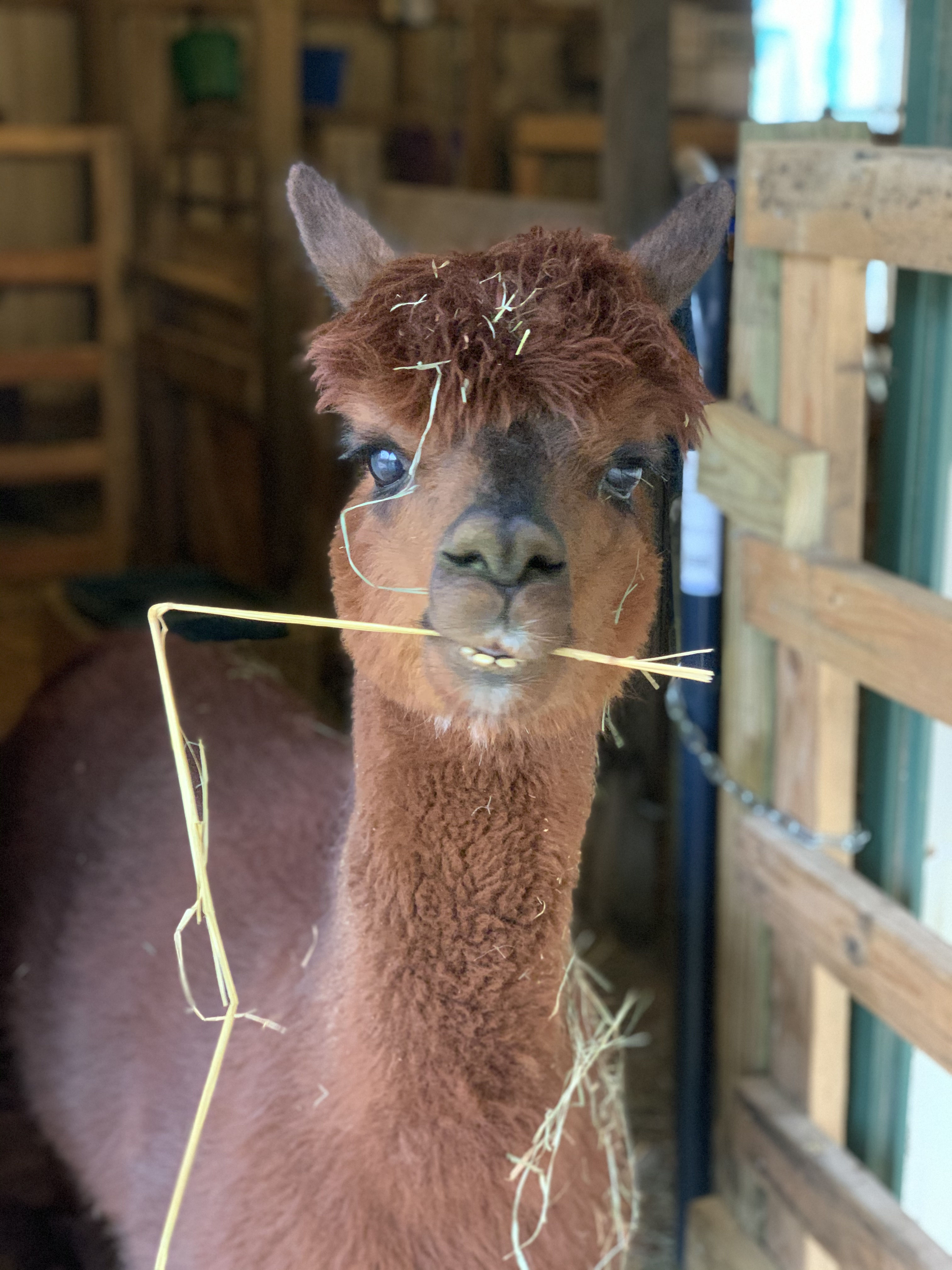 Meet the Herd the Boys . . . Jersey Shore Alpacas Fleece and Fun