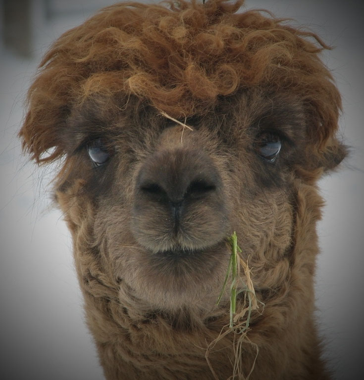 Meet the Herd the Girls . . . Jersey Shore Alpacas Fleece and Fun
