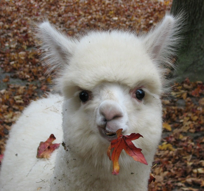 A Little About Us . . . Jersey Shore Alpacas Fleece and Fun for