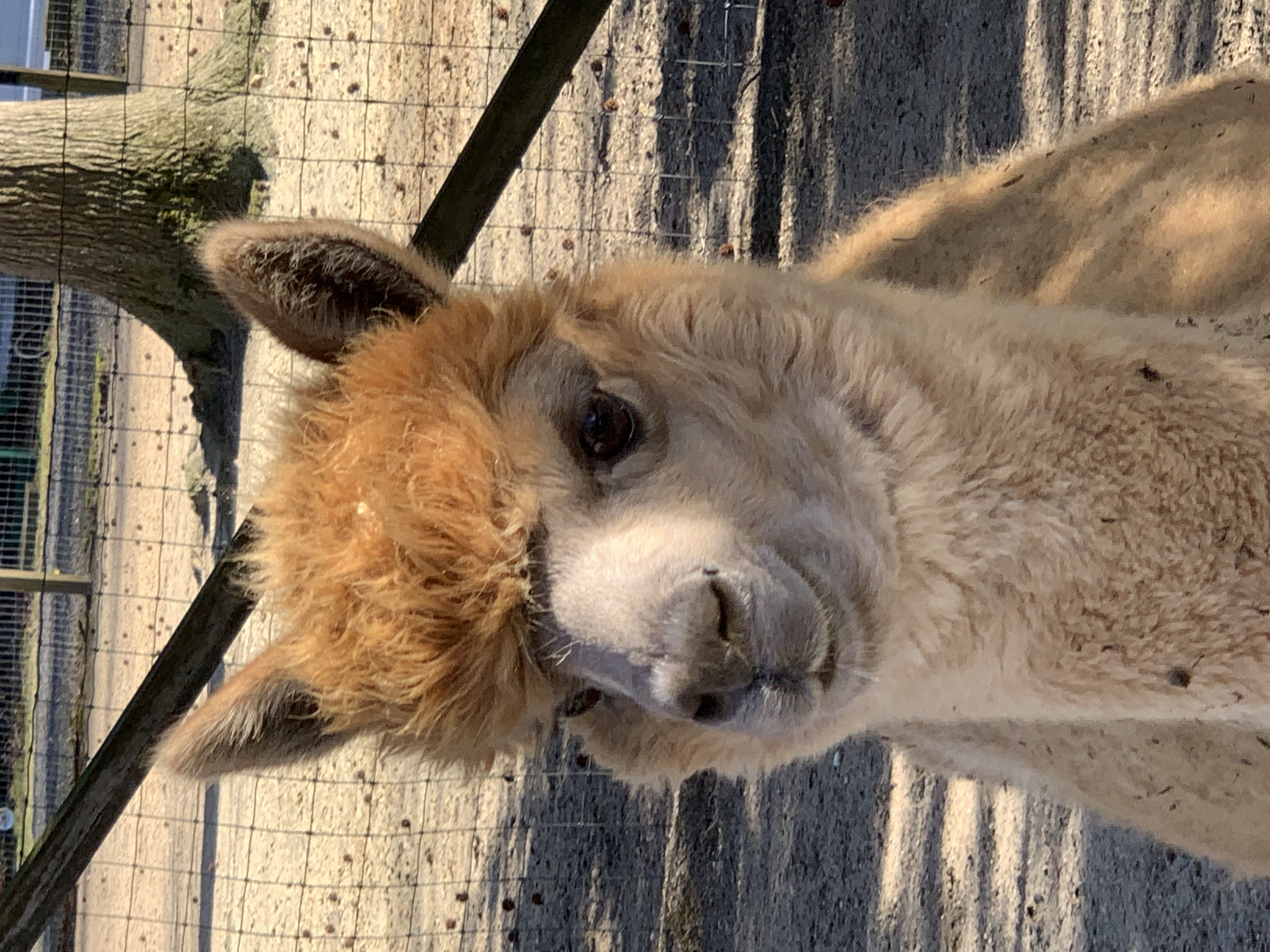 Meet the Herd the Girls . . . Jersey Shore Alpacas Fleece and Fun