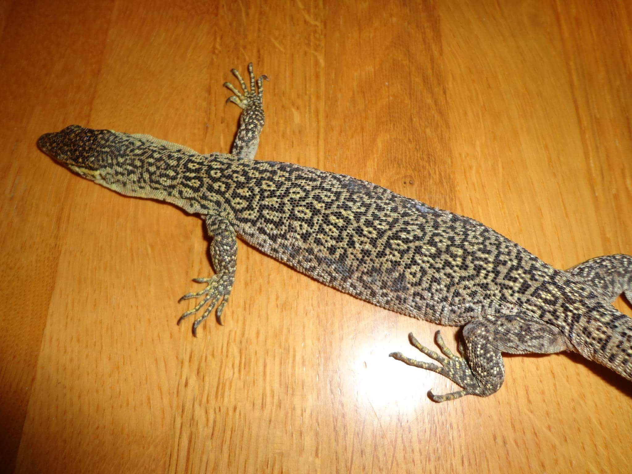 Varanus timorensis kisar Zucht und Haltung australischer Warane und