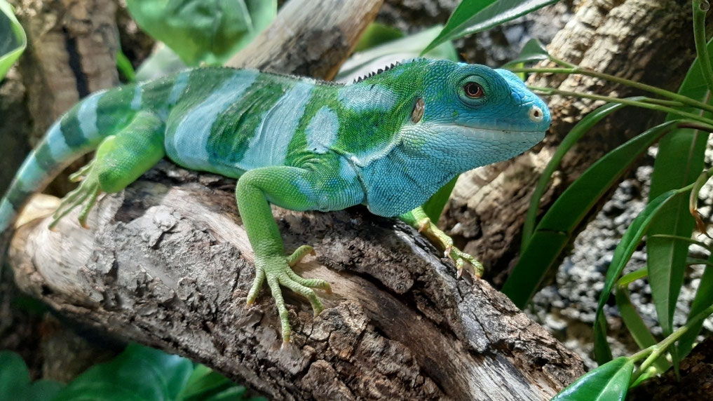 Leguane Zucht und Haltung australischer Warane und Echsen