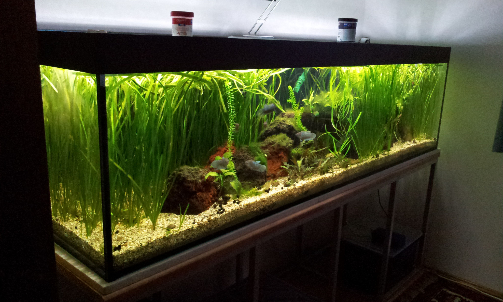 Aufbau eines Aquariums 2016 DAS PFLEGELEICHTE AQUARIUM