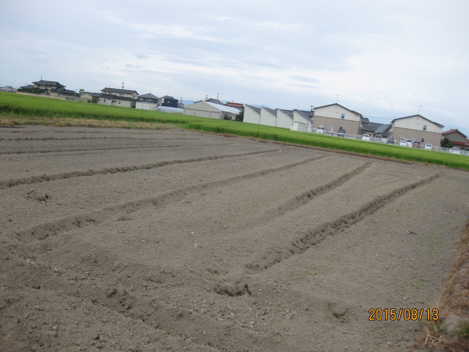 蕎麦の芽が出ました 手打ちそば教室 Nakama To