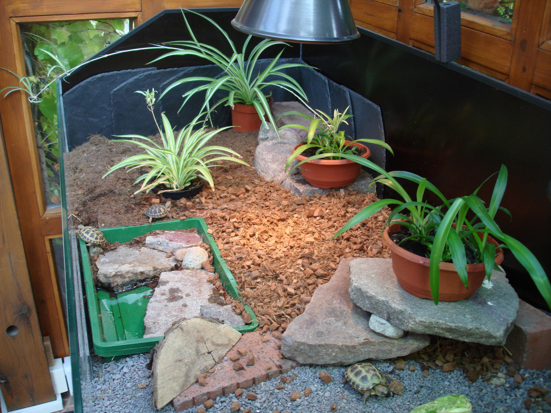 Im Terrarium Im Freiland SchildkrötenPrinz