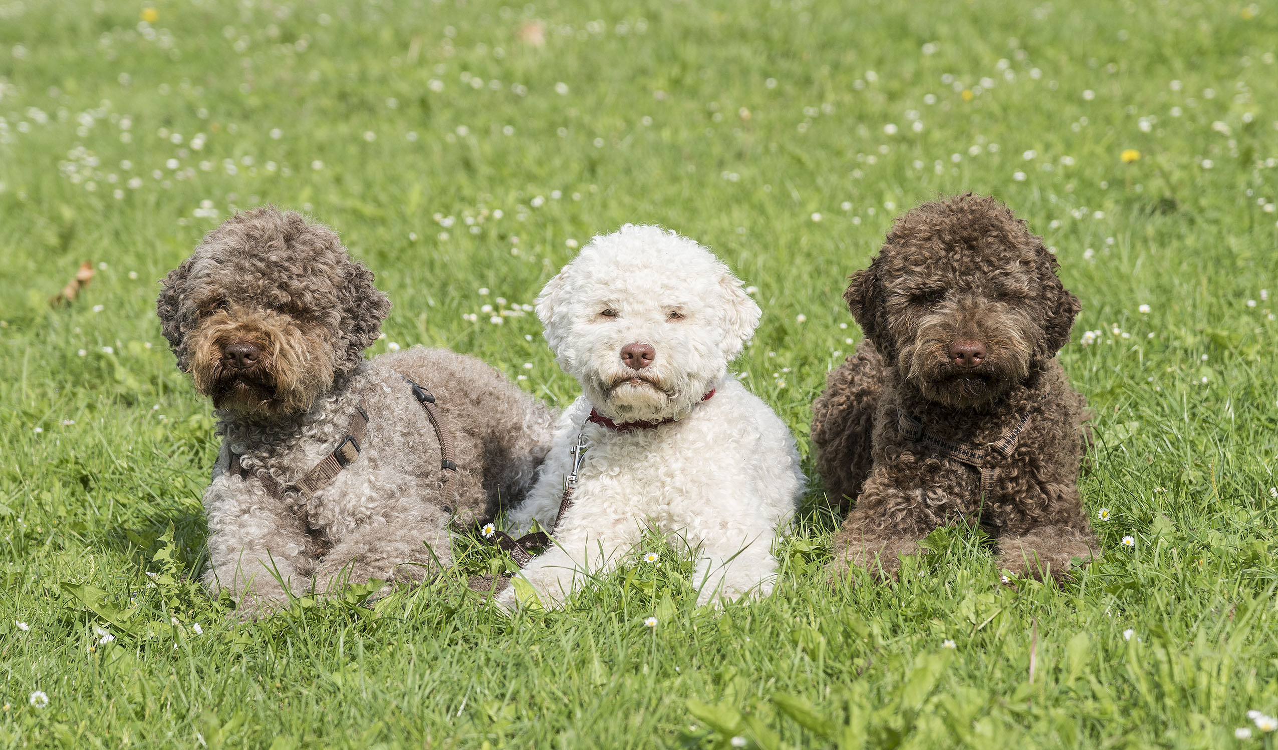 Lagotto Romagnolo Lagotto Berlin