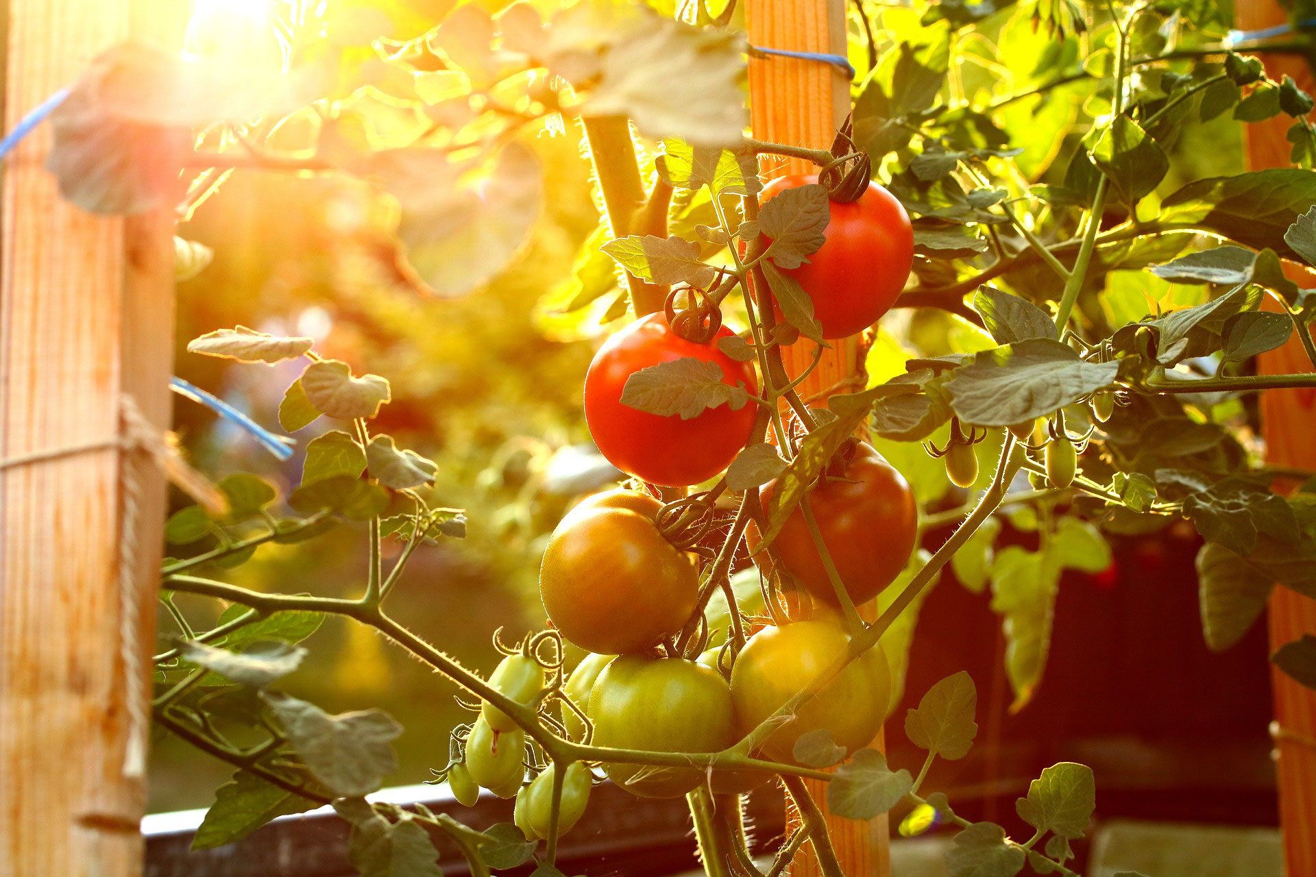 Freilaufende Tomaten ) gartenglueckniederrhein
