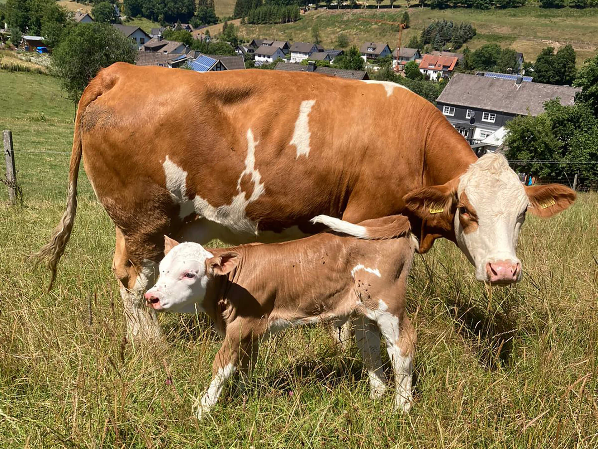 Unsere Rinder - Regionale (Bio-)Produkte von unserem Bauernhof