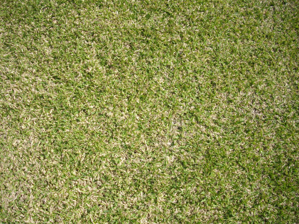 芝の種類 株式会社ターフ