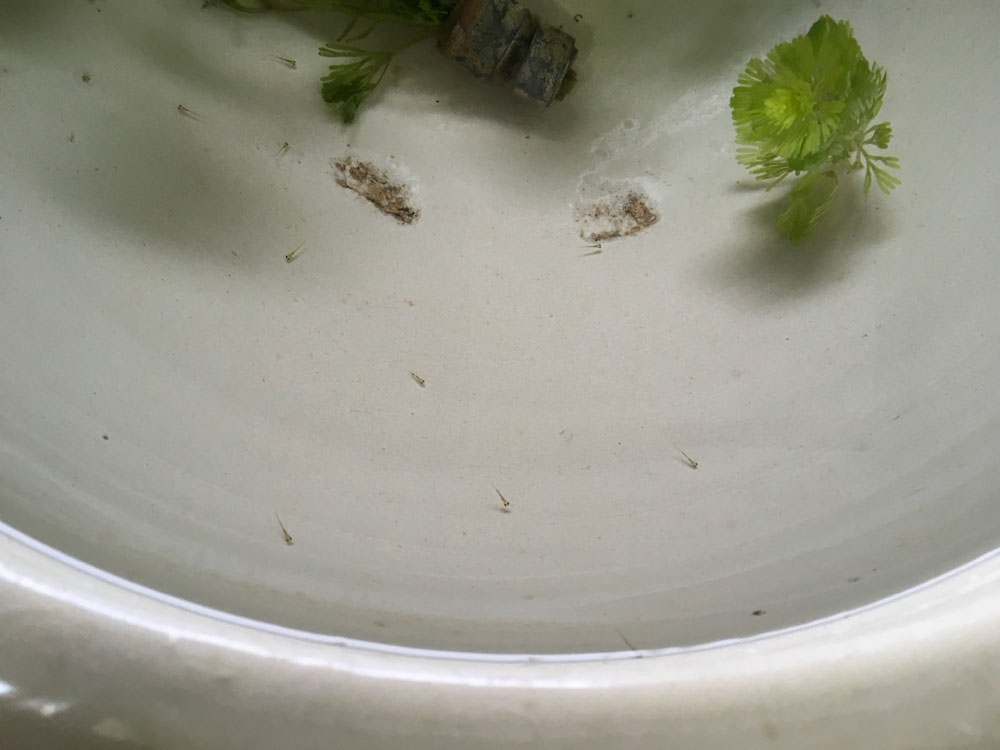 金魚のはなし 住まい塾