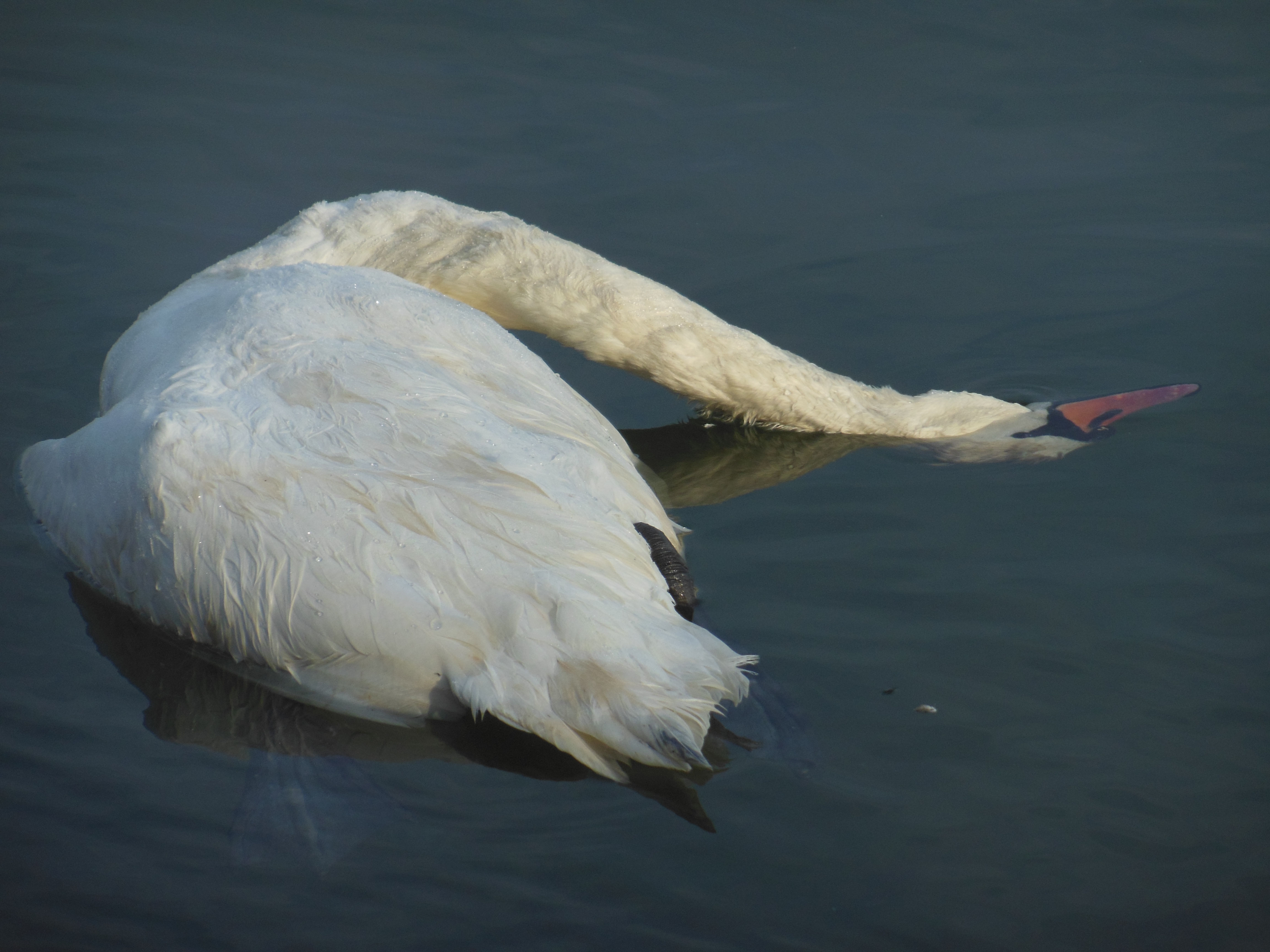 Botulismus Bei Wasservogel Schwanenschutz Komitee E V