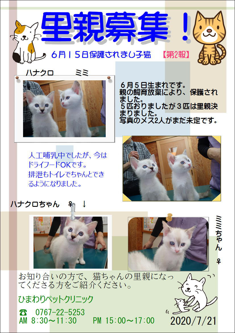 6月26日 里親 決まりました ありがとうございました ひまわりペットクリニック Himawaripcs Jimdo Page 6月26日 里親 決まりました ありがとうございました ひまわりペットクリニック Himawaripcs Jimdo Page