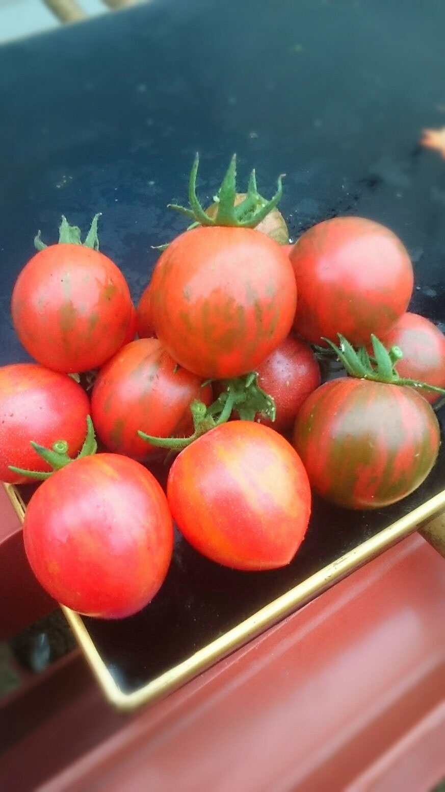 トマト ミニトマトの品種紹介 Irodorioyasai