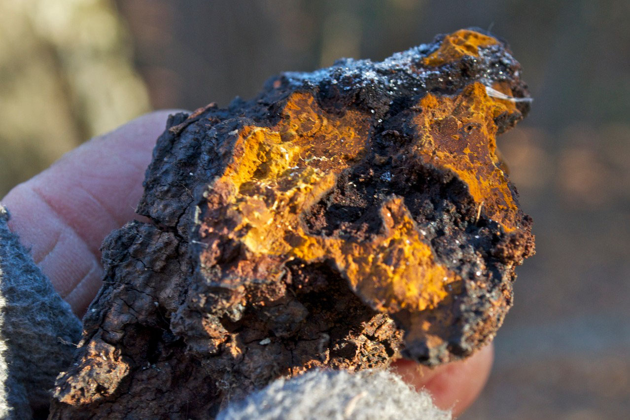 Life On Distant Hill Blog Chaga Mushroom Distant Hill Gardens