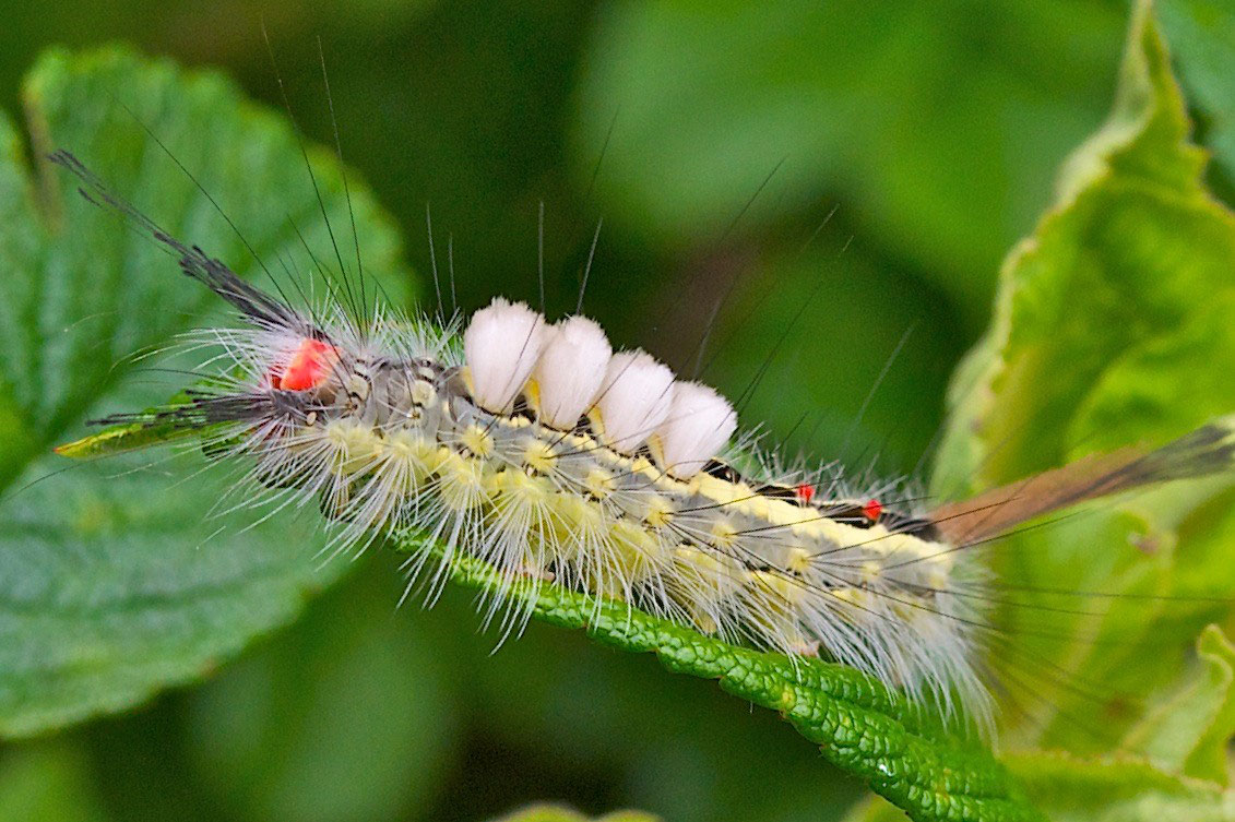 Life on Distant Hill Tussock Moth Caterpillars Distant Hill Gardens