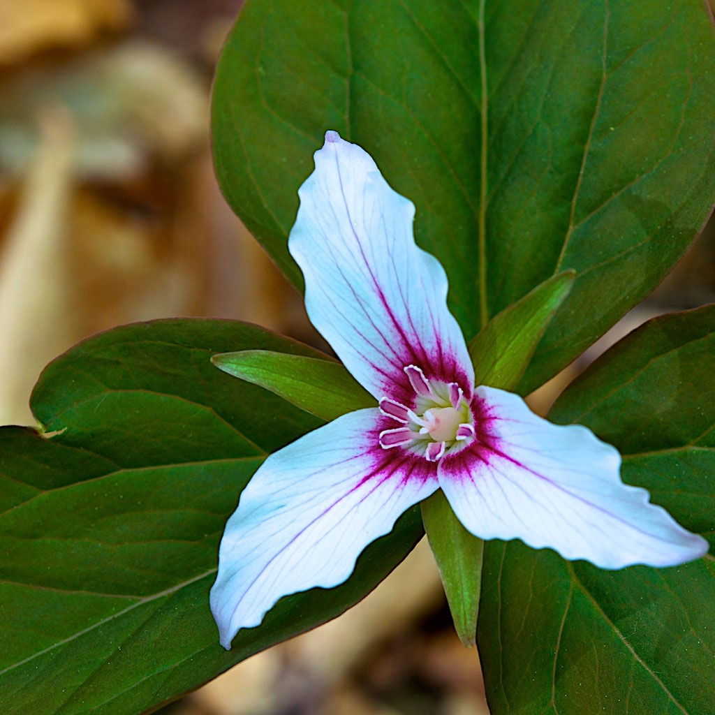 Nh Native Plants And Flowers Best Flower Site