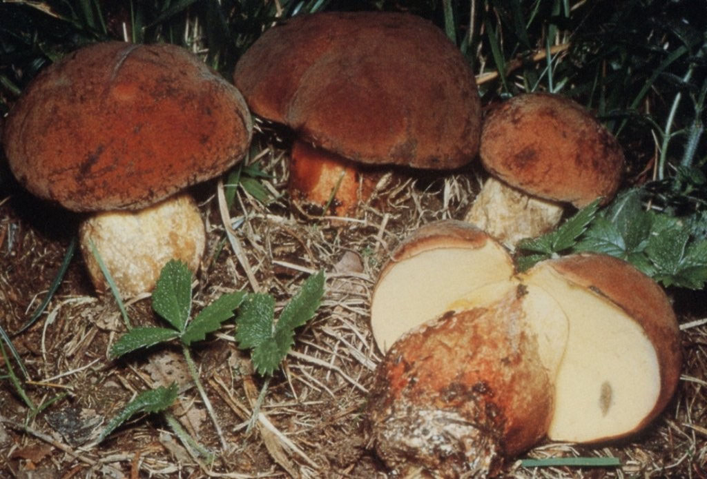 Boletus fragrans Benvenuti su gmvmonza! vittadini