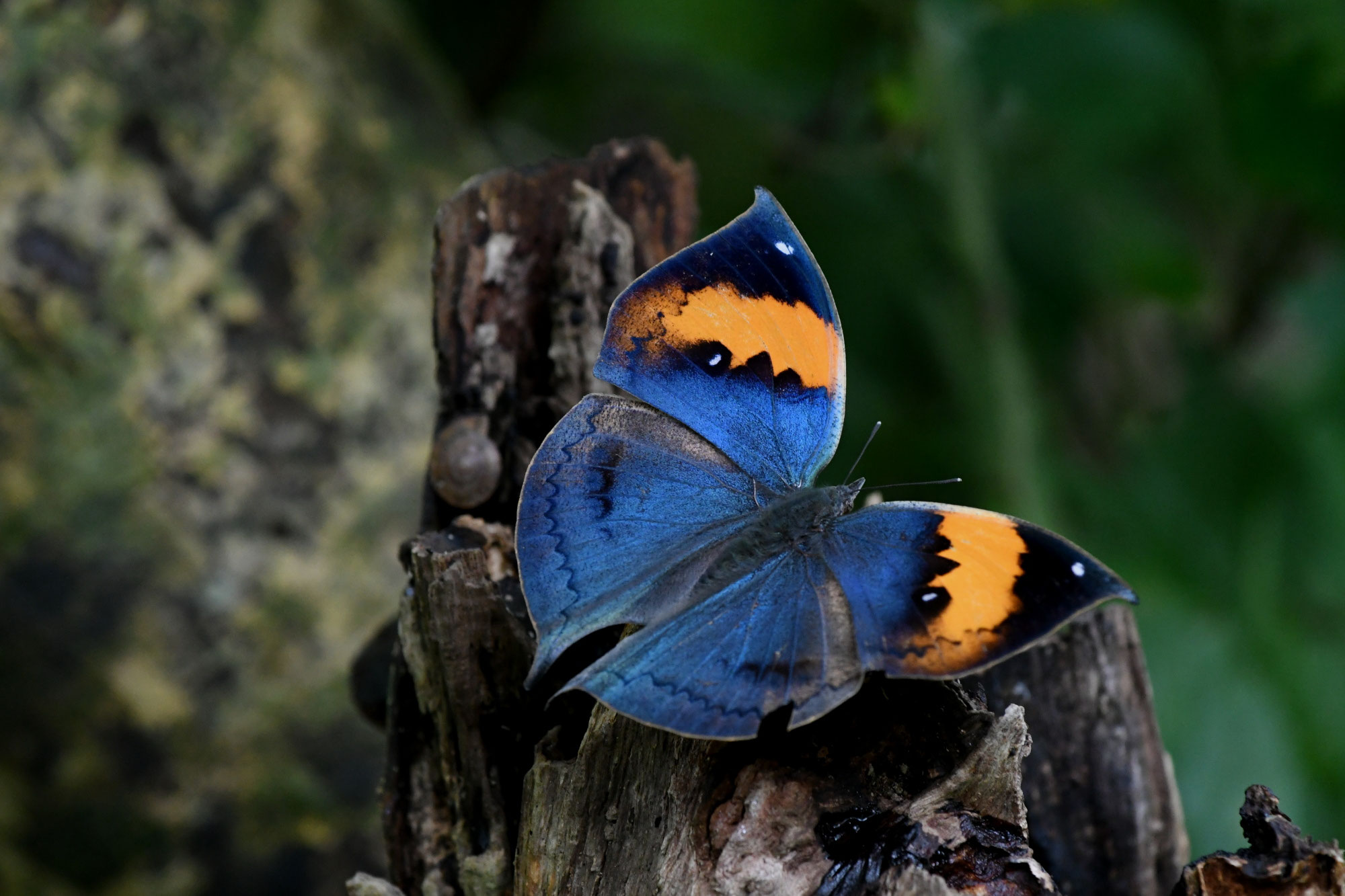 南西諸島の特産蝶47種＝希少フタオチョウ♂♀完品・コノハチョウを含む
