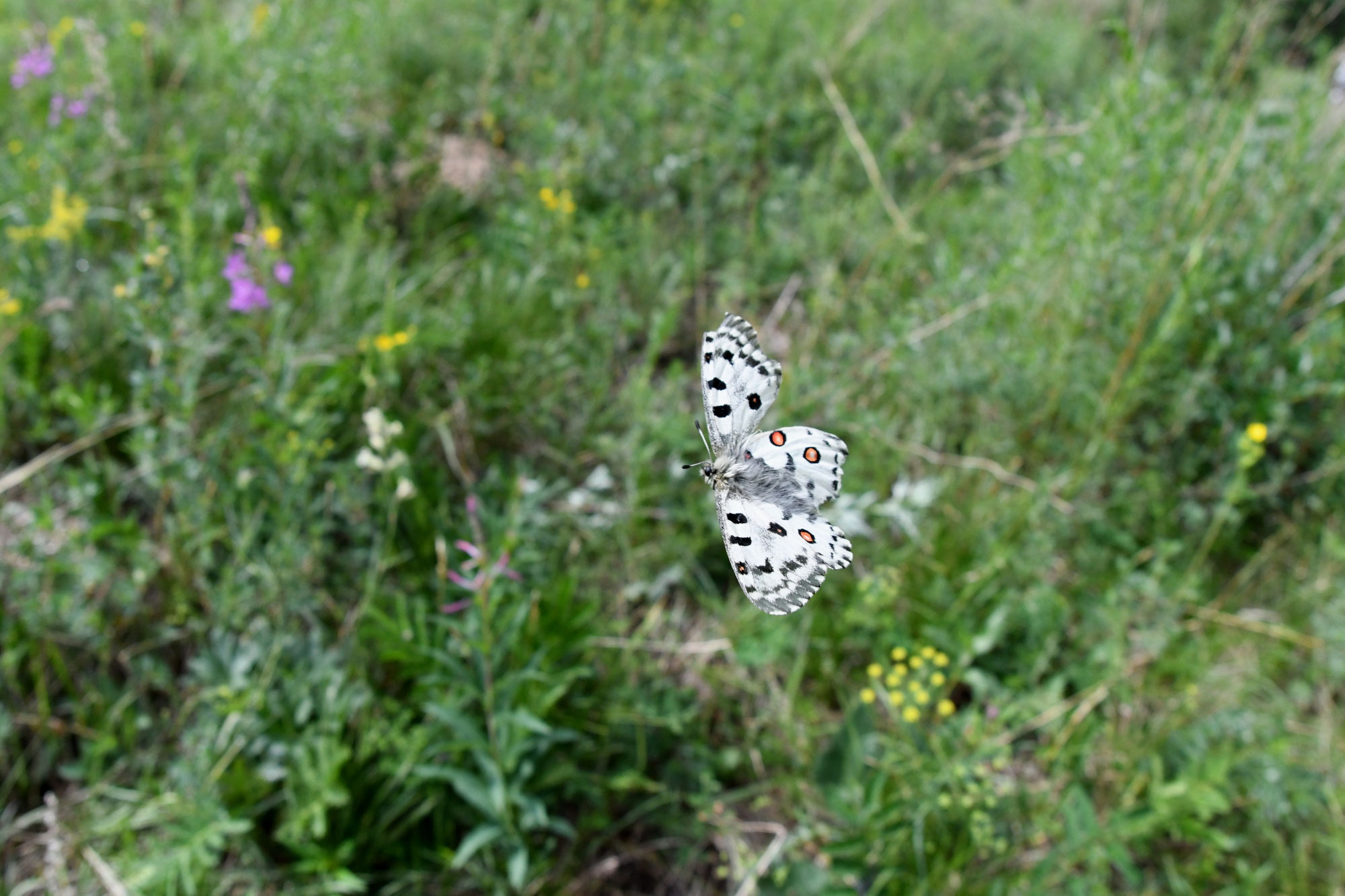 モンゴルのノミオンとアポロ - katawaras jimdo page!