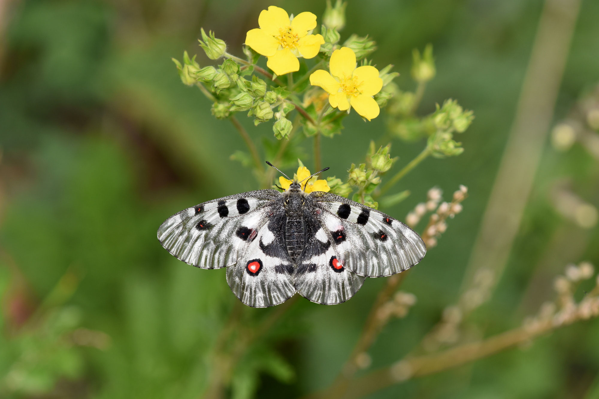 パルナシウス・ノミオン（1オス・北朝鮮） 標本写真