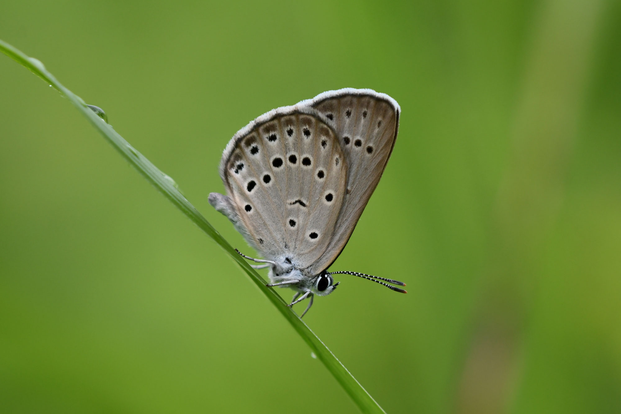 ゴマシジミとオオゴマシジミの撮影 - katawaras jimdo page!
