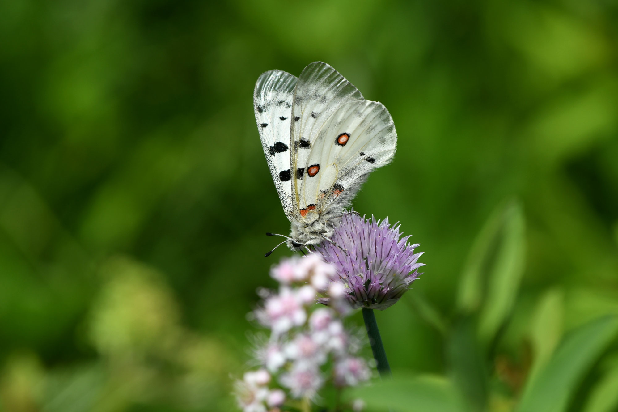 モンゴルのノミオンとアポロ - katawaras jimdo page!