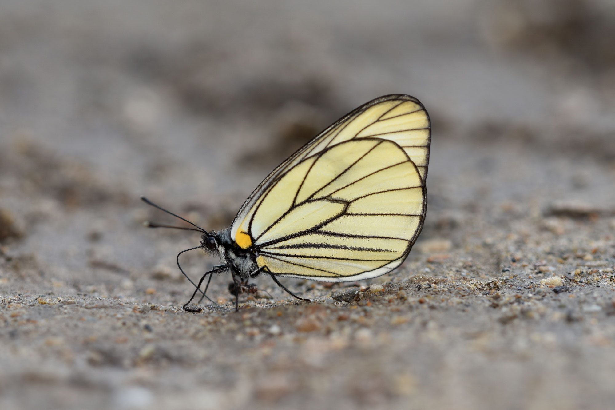 モンゴルのクモマツマキチョウ他 - katawaras jimdo page!