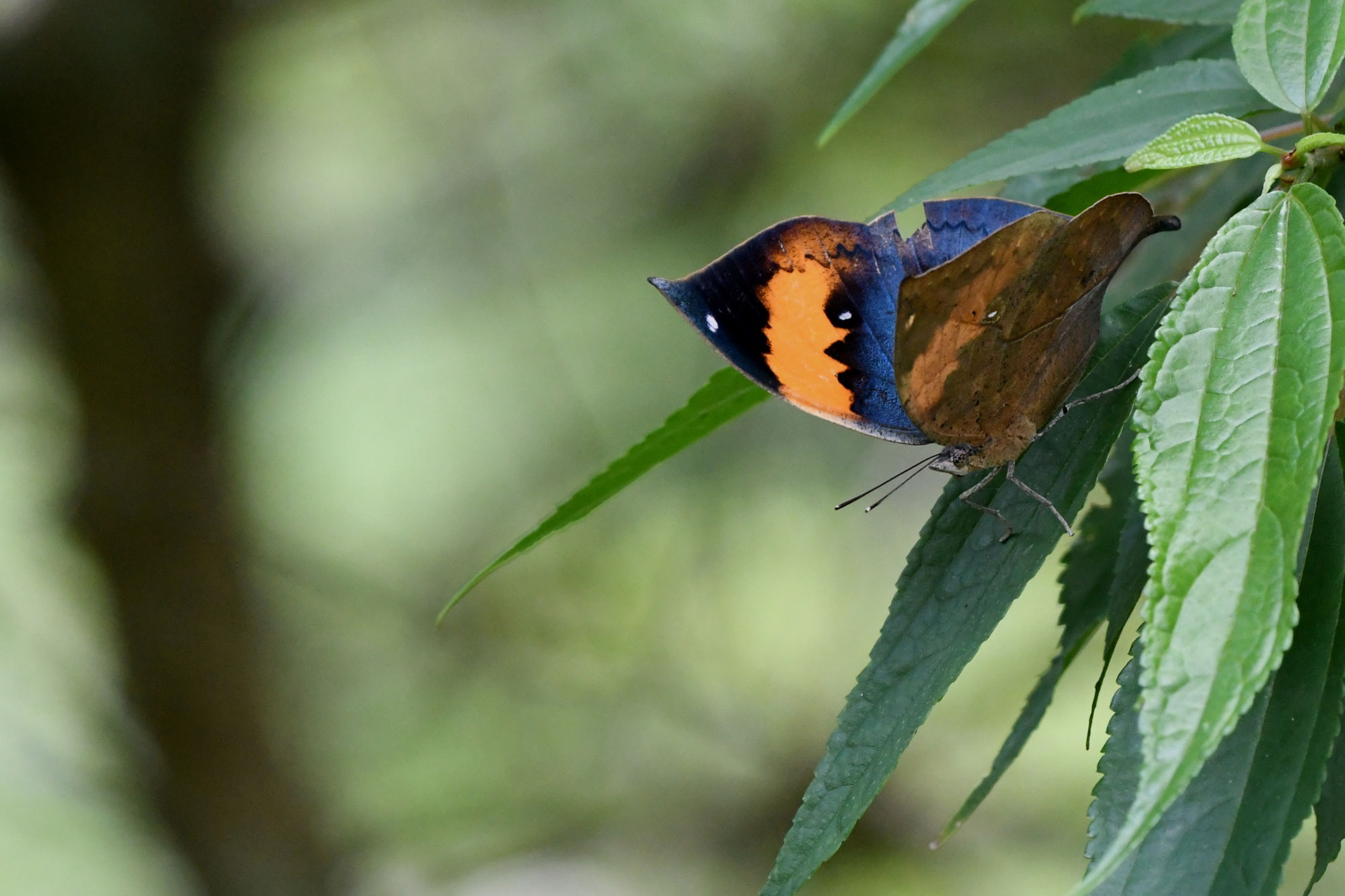 南西諸島の特産蝶47種＝希少フタオチョウ♂♀完品・コノハチョウを含む