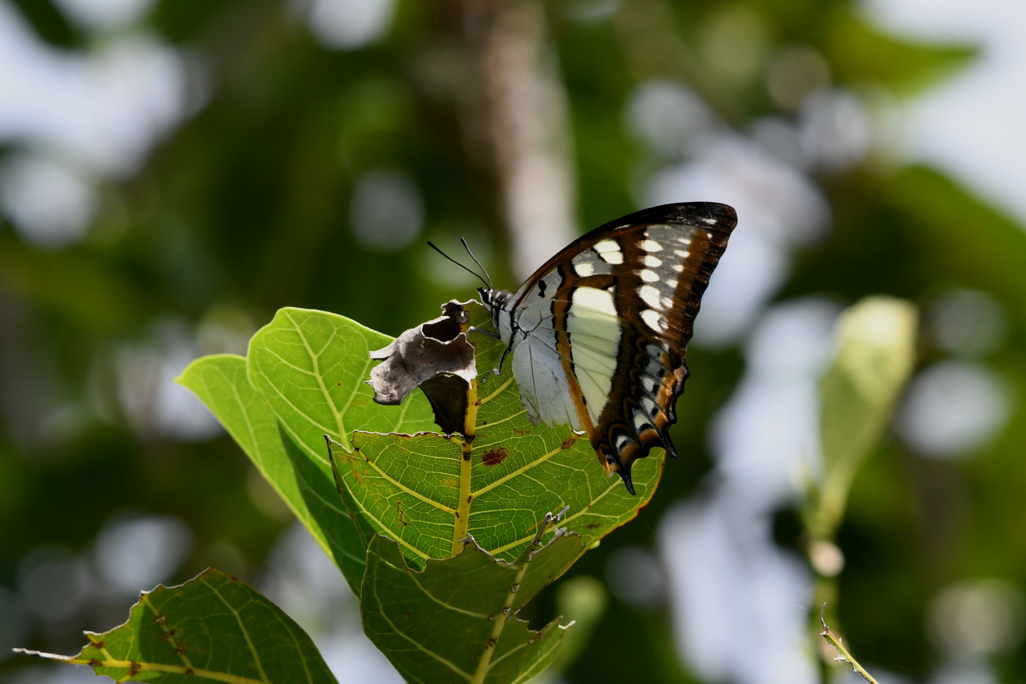 南西諸島の特産蝶47種＝希少フタオチョウ♂♀完品・コノハチョウを含む