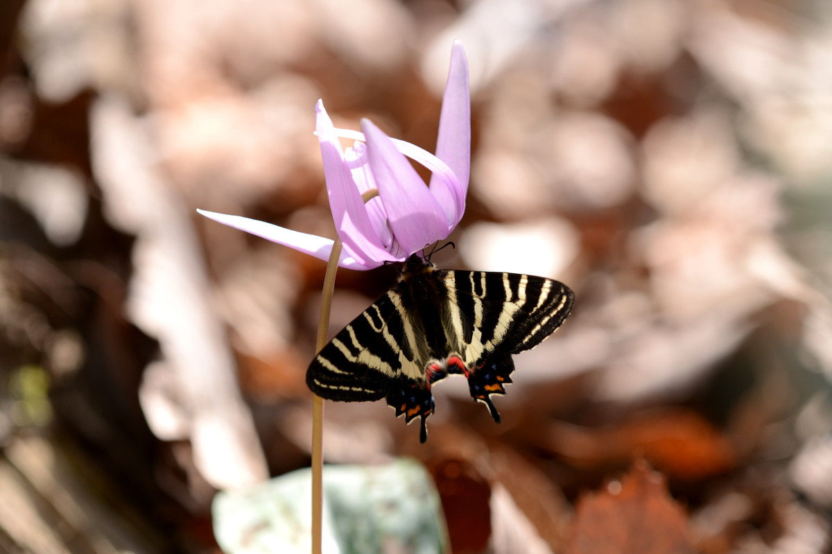 【ペア】ギフチョウ（谷汲村産） 3月30日（土）は、揖斐川町のギフチョウを見に行きました