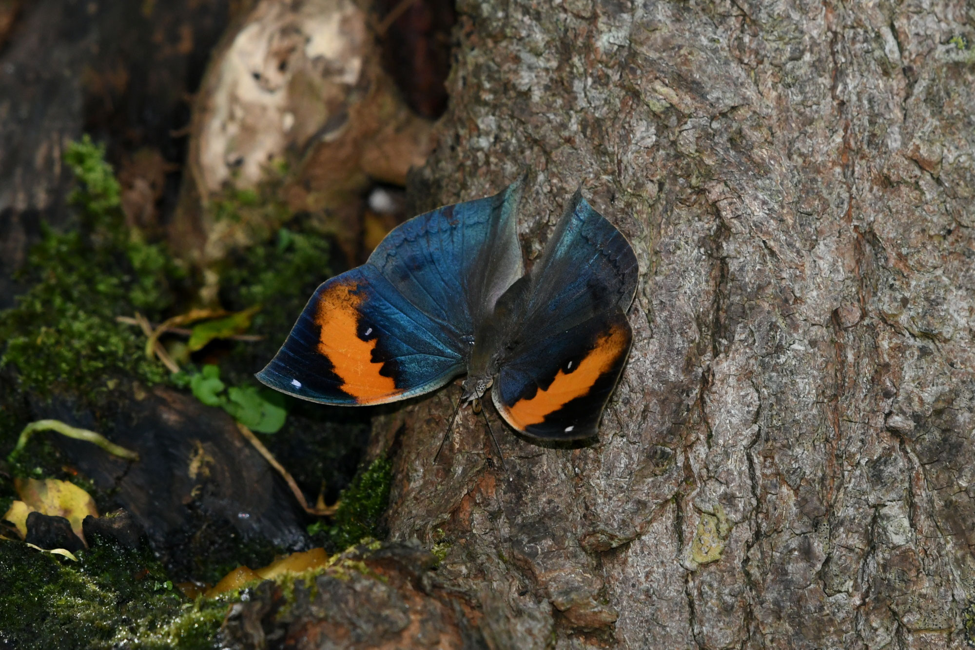 南西諸島の特産蝶47種＝希少フタオチョウ♂♀完品・コノハチョウを含む