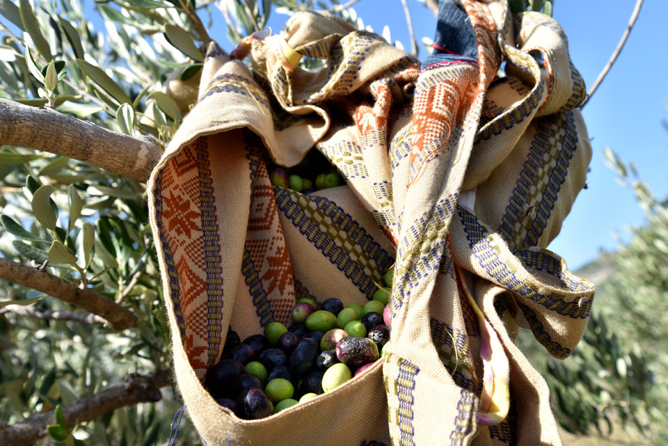 Olivenernte in Dalmatien - mag-lifestyle-magazin