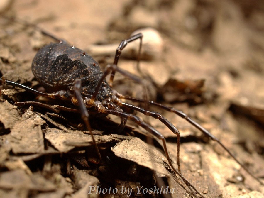 ゴホントゲザトウムシ Cagilis ページ